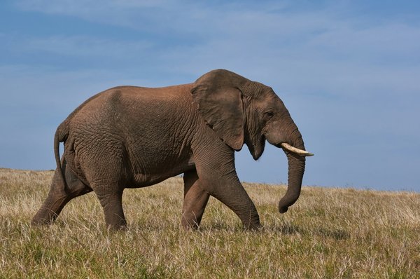 Quels sont les meilleurs spots pour observer les éléphants en safari au Kenya ?